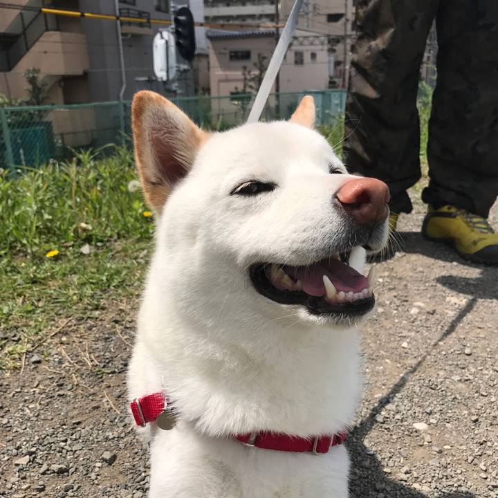 90b7856a 4a99 4f6f 9314 d4687b47df19