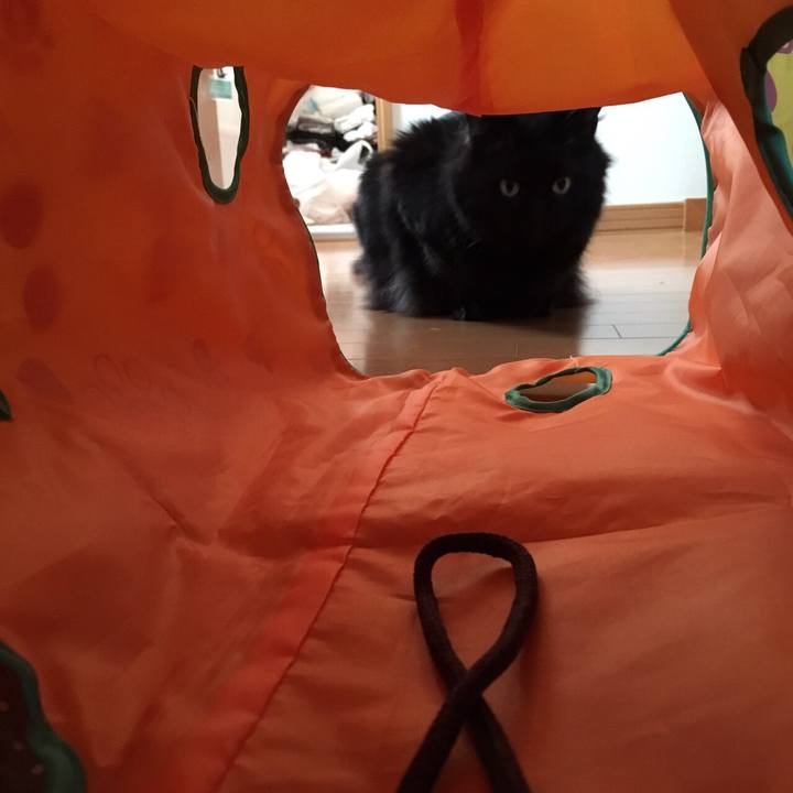 90c7b910 f5d6 4e5f 8712 1ef4e2740294