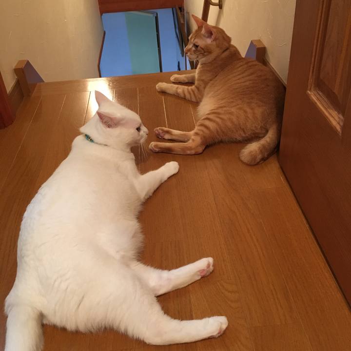 90cbf9b5 1fa9 421c b3dc 401ba4e795f8