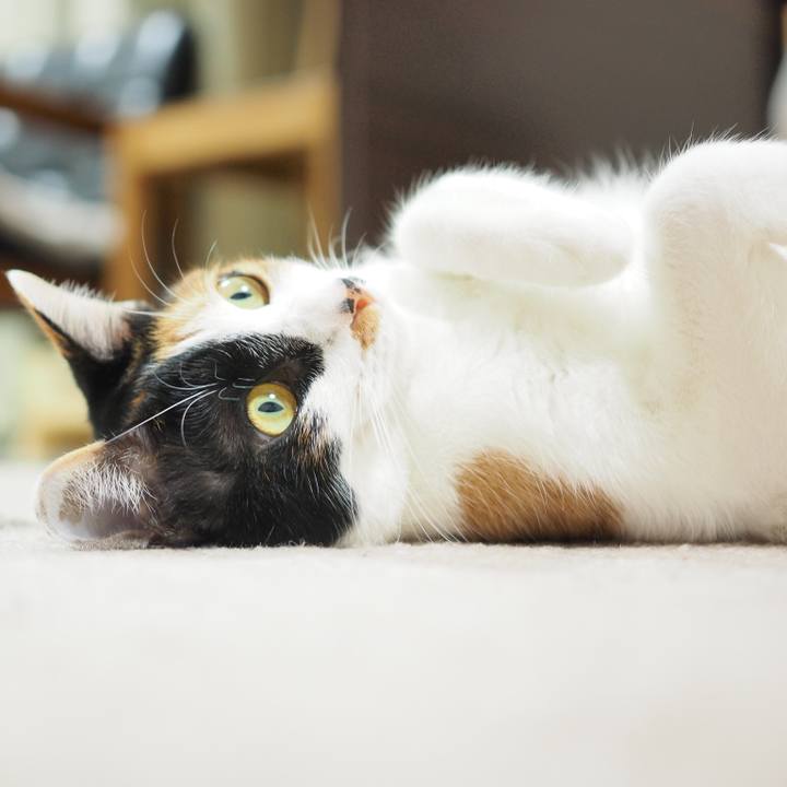 90d421b6 434c 4dde a301 e86719cfefbe