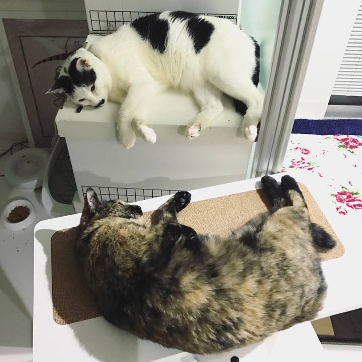 90d4c533 f768 44cd afd0 a4fc9e0bce16