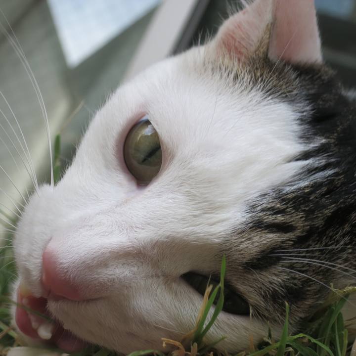 90d6c1ca e204 40ea bd9c 4515b3667b8b