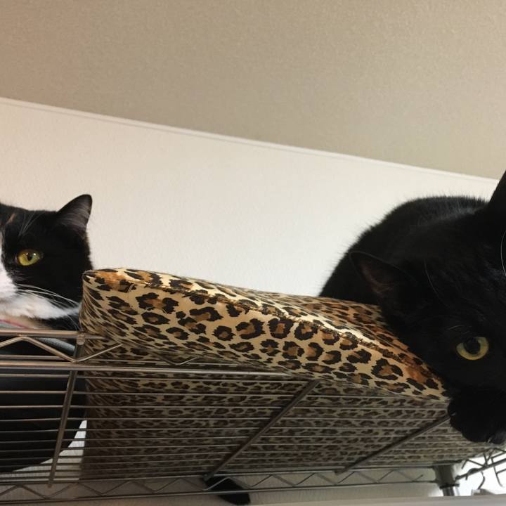 90e44a49 d0b1 446e a144 a6501d6f07af