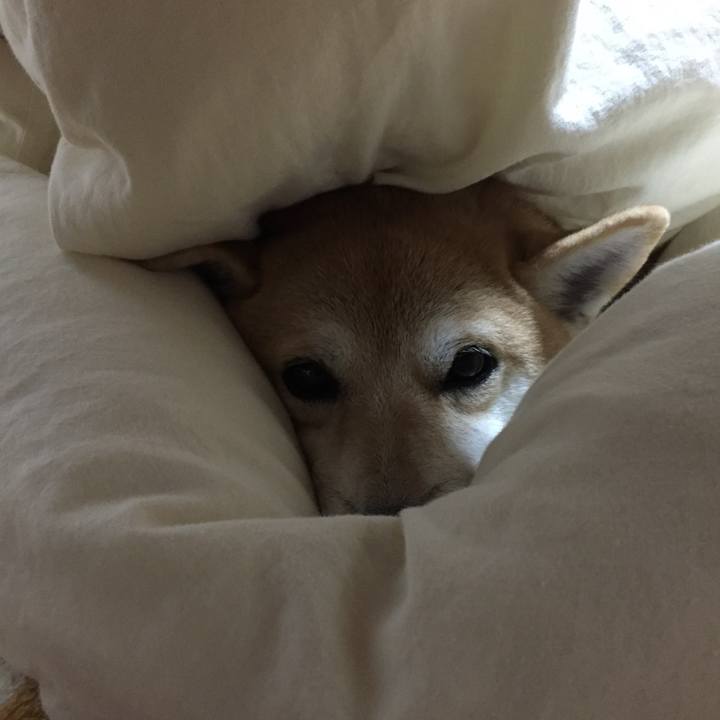 90ee9e2e 0175 4405 92fc 4b7f42f13dda