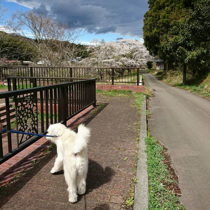 9106b238 6bb0 4d5f ac21 14753a882fc9