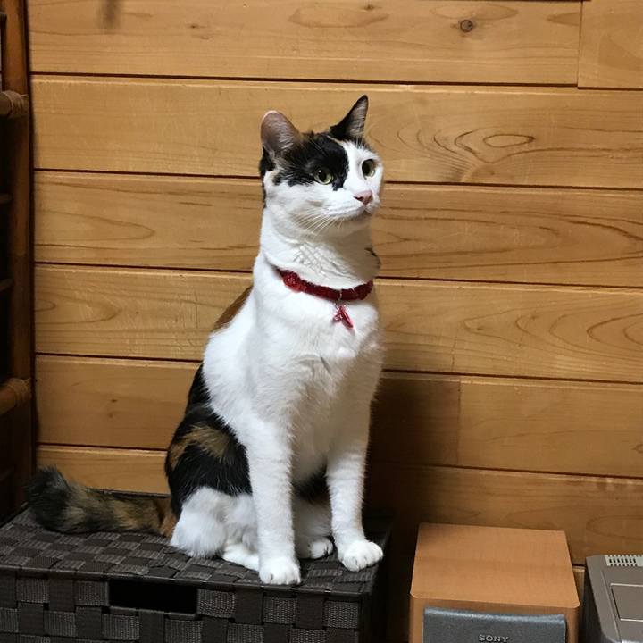 9108a1c0 0384 4138 a3cd 6f6b68c1d0ca