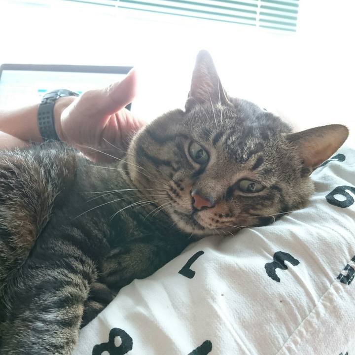 9108a684 66ff 4357 86ed c68076f39cfc