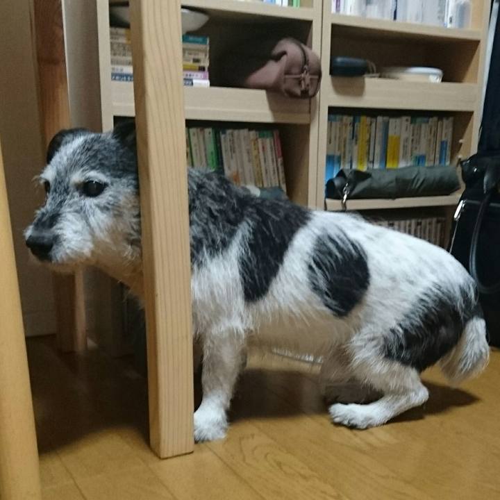 9109811e b234 4e2e bdc8 8fd4f711dcd0