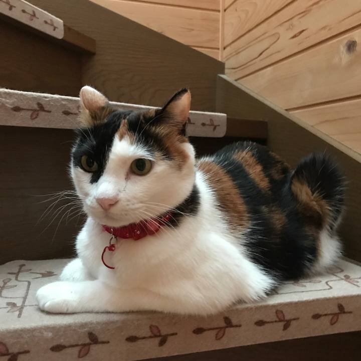 9115c342 9795 4ede 95d6 60821e871d73