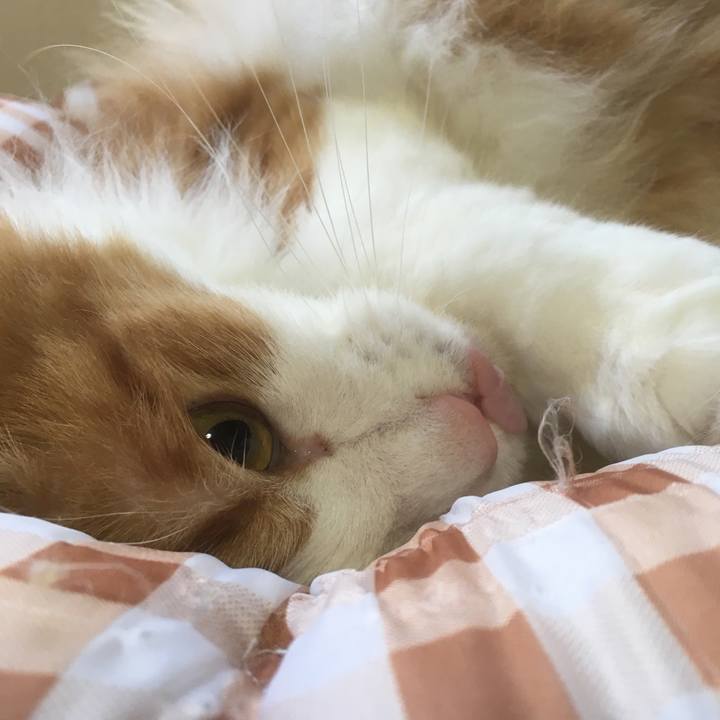 9116ead8 c13b 43ef 9e12 b4d9d52270d3