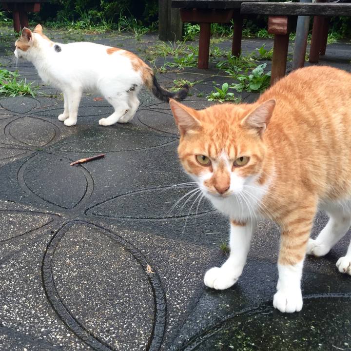 9129ddef e023 43be 896e 970fa372c150