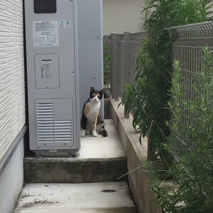 913d8c1c c0bc 40ed 9fa9 aa6b1ced9fad