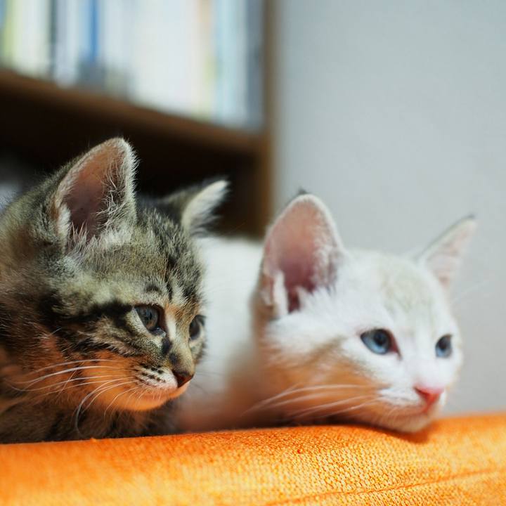 9148c456 8657 4054 96b1 dbc86935b973