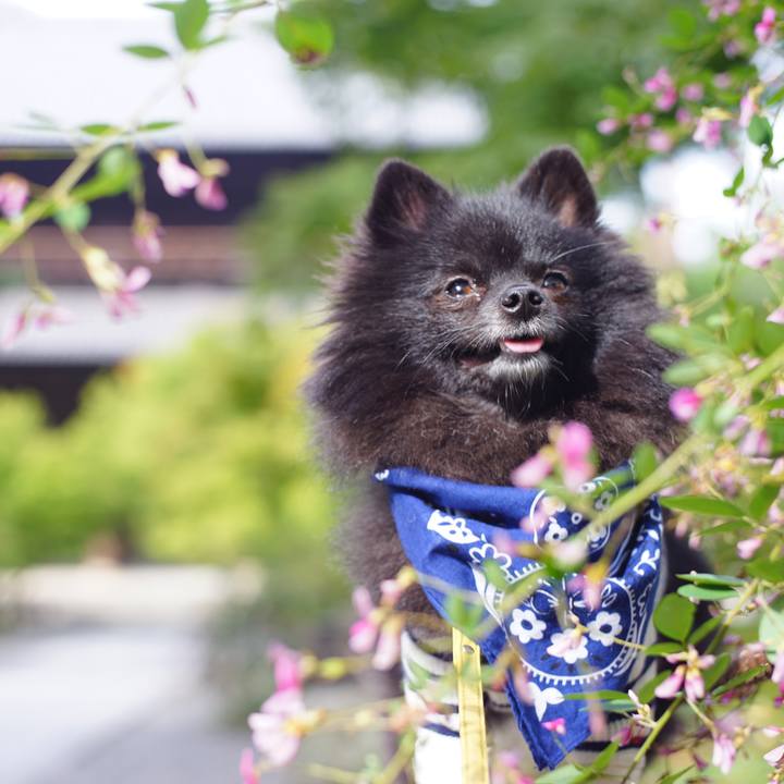 916f60ad a777 4c31 83cc f34bee3a3447