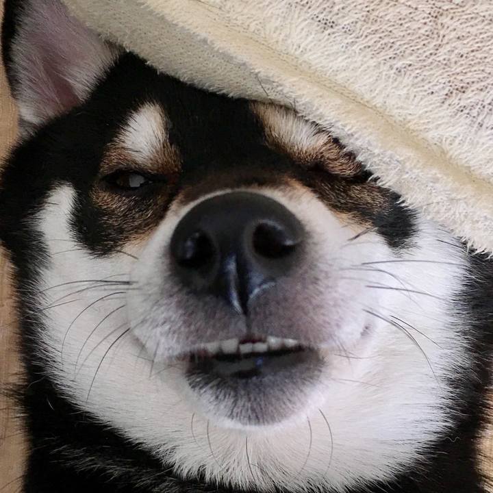 917dbbea 95c1 4ee4 8f9d 8916480736d0