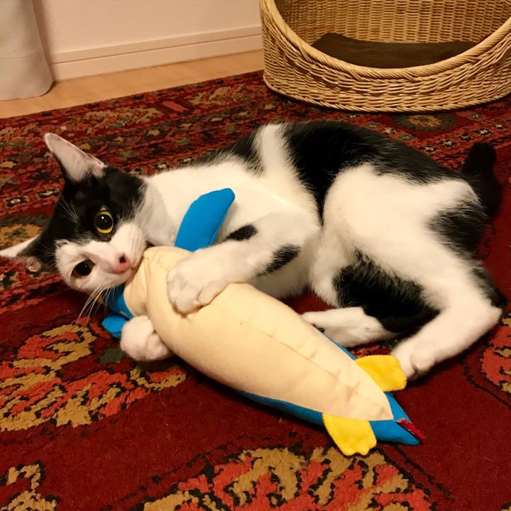 91937f0c a869 448e 9840 cdc5e77a35ed