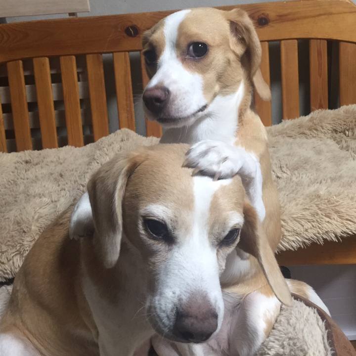 919909f9 25e1 4cda b136 16123c0665df