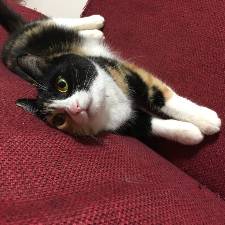 919a62a8 80ed 43c8 bd50 c23e408e458c