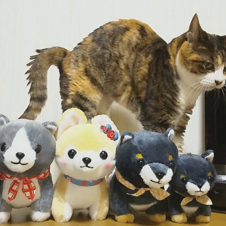 91a5c898 b9c4 4681 914d 7701fefba22e