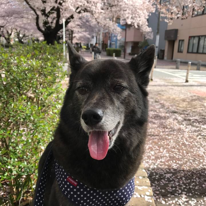 91a7f4e3 dd4f 4cd4 ba3b 7d60397dac00