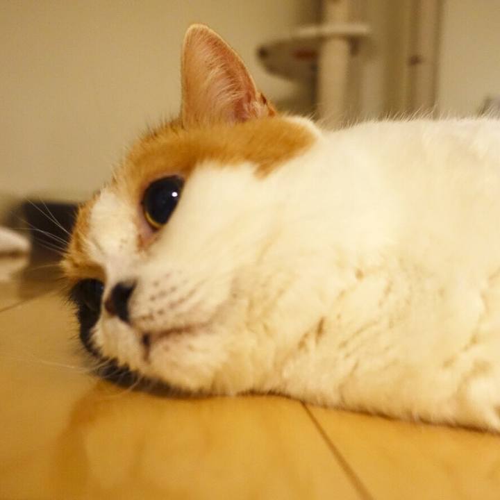 91b8171f 4f00 438f a821 933352d8fb39