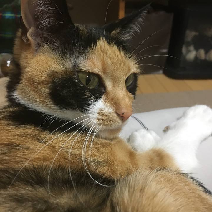 91ba2e42 da25 4040 91c9 1053d1b19175