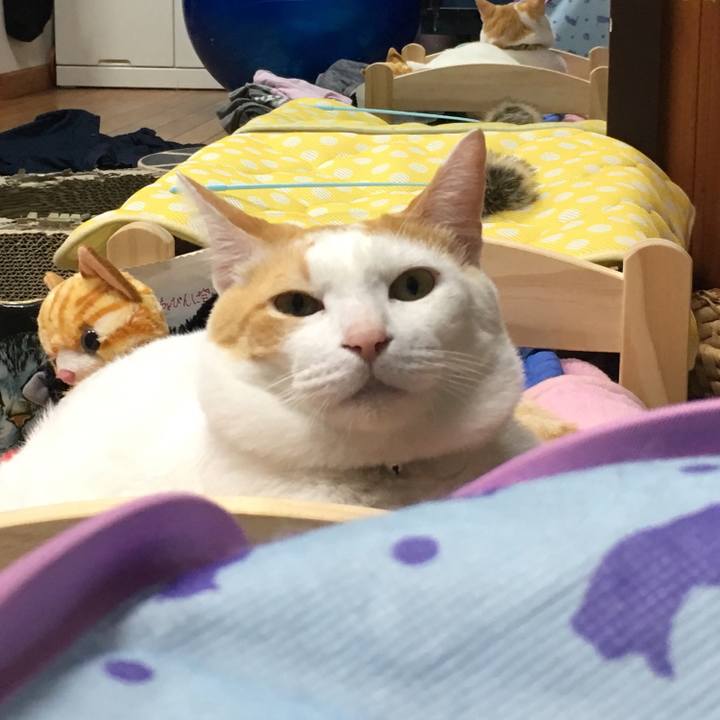 91c0a8f8 e8af 4a28 8207 e1c91f6533d2