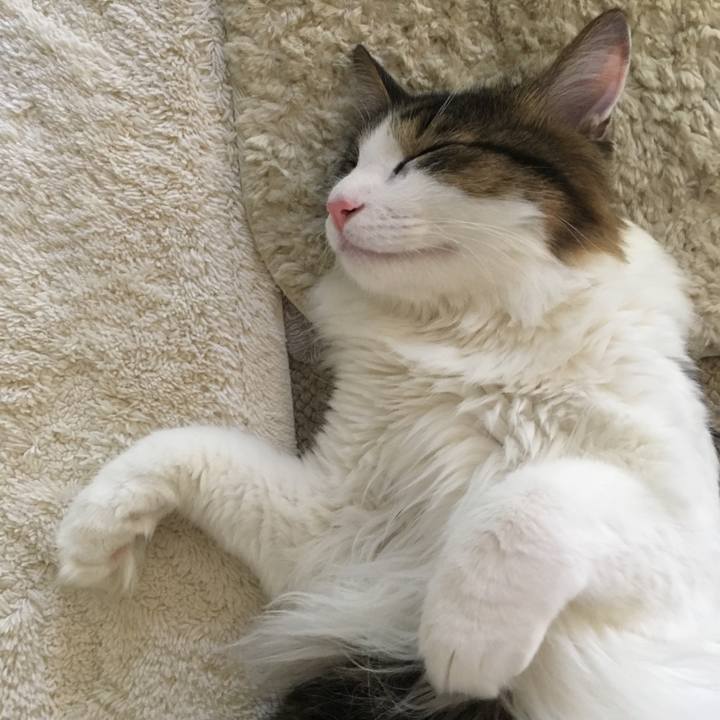 91dc3ab5 d755 43dc ab9d 7ce2b5378473