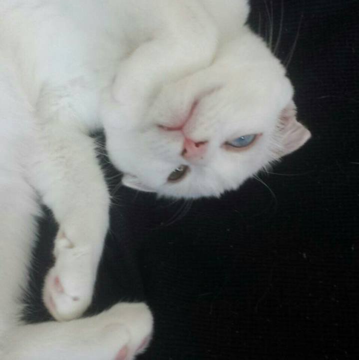 91f68873 1dab 482b a971 82a3b51e70c2