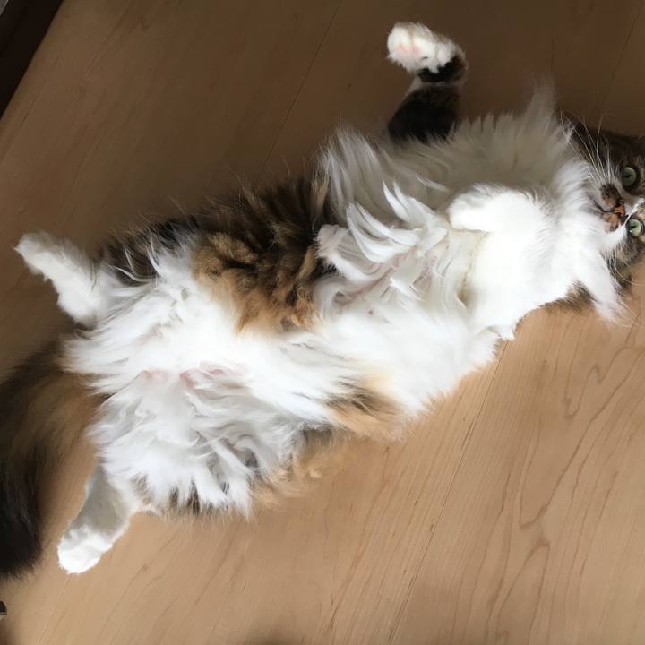 91fa5d3e e04d 4633 bd4f 7c9678d6add2