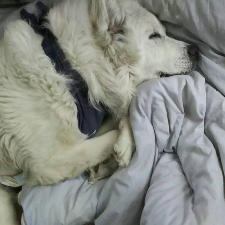 920cd10c 686c 4716 b4c8 262273da333d