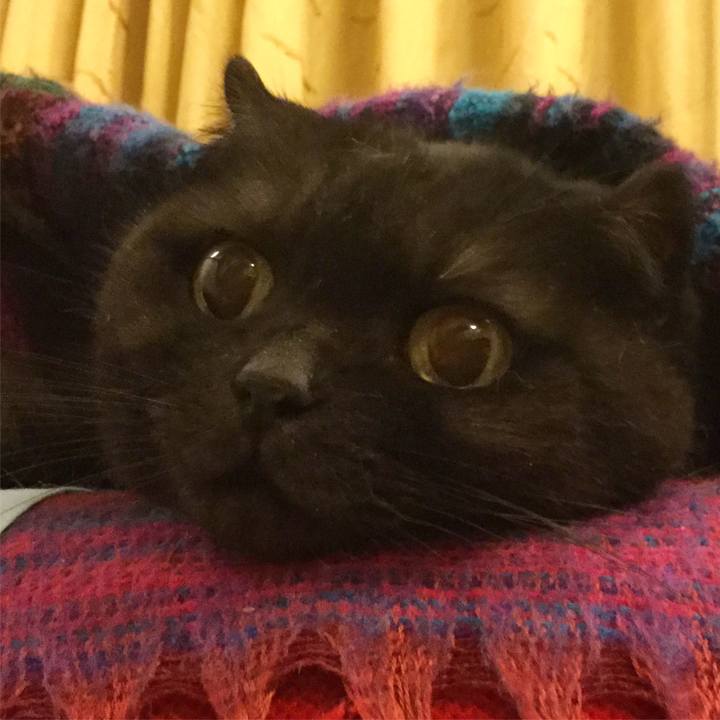 920deace dfbf 476a bb9f 1dbc836b9286