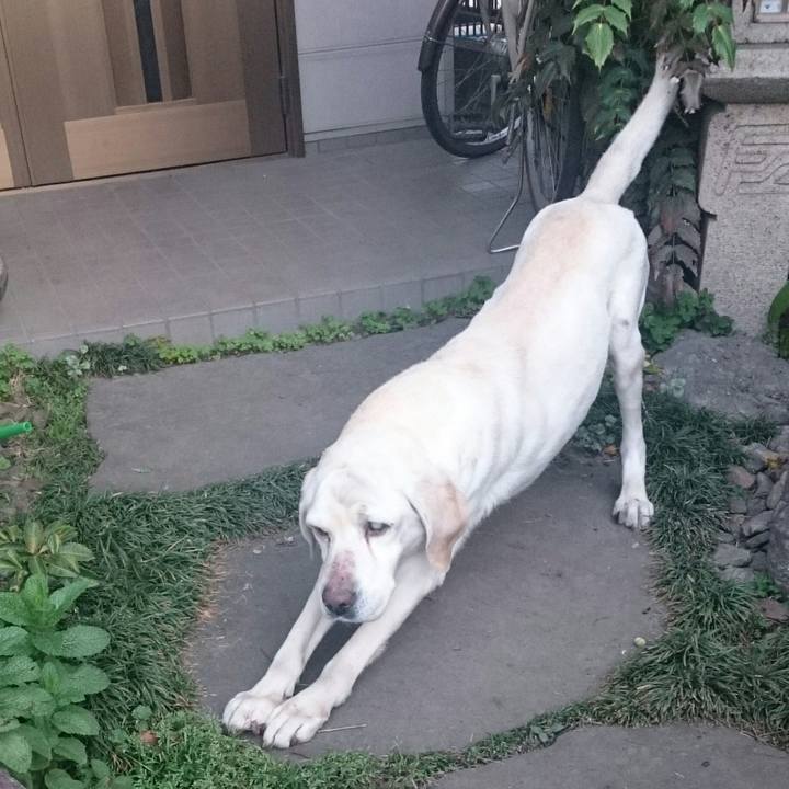 92220a60 7348 4e36 895a 47036bb52403