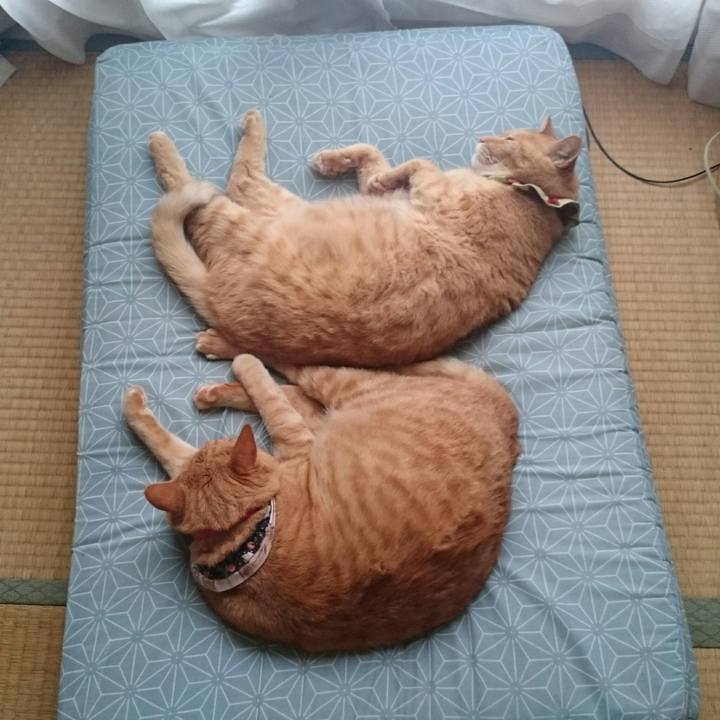 92233a62 b7c5 45a7 92fa 03c855783ea0