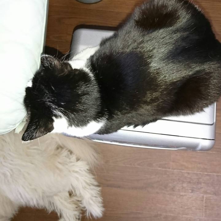 922428dd 1968 4387 96ba cb6744c017a9