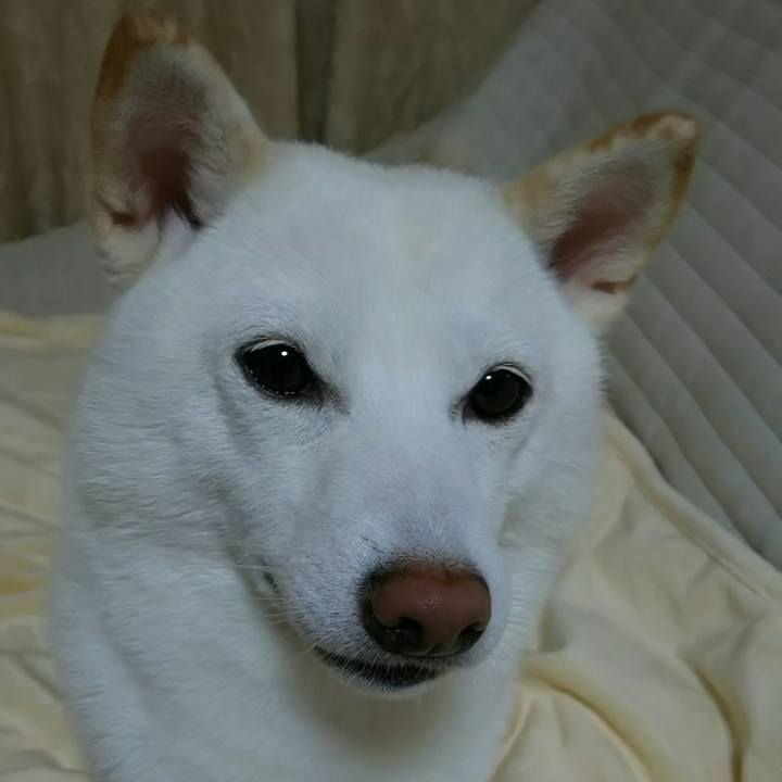 9226d8af e39b 491c 9029 e4f05a4a8615