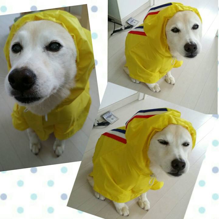 922a0d39 4f6c 4c9e b853 0fce95f7dd6d