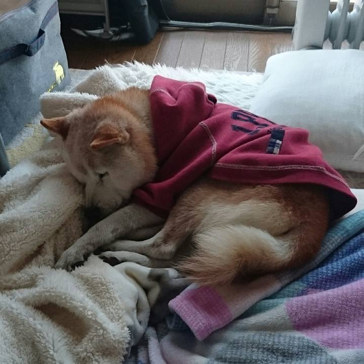 923d5a5a cd77 40c9 93d4 499f908e831e