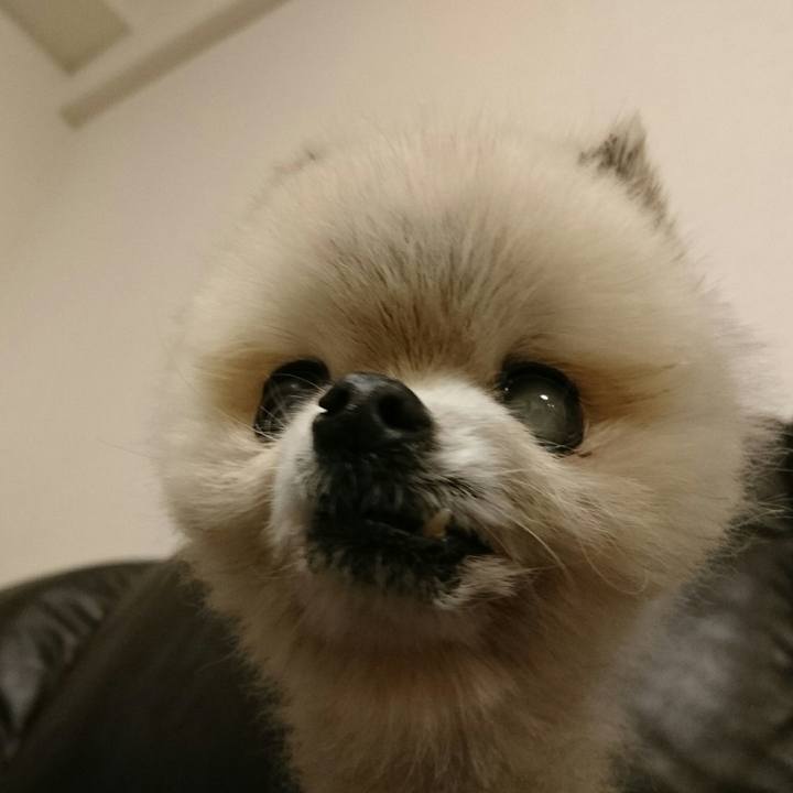 9241976e face 4617 8548 cc046af4e4fb