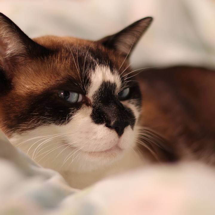 9292da78 ab80 4518 9c12 7e93607f45c7