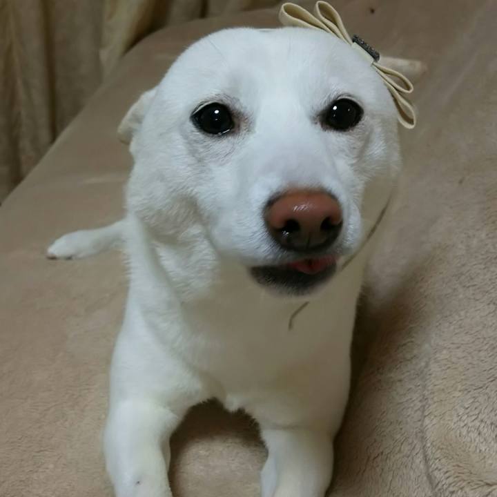 929388e4 1889 4f28 bda4 51c3757c0ef7