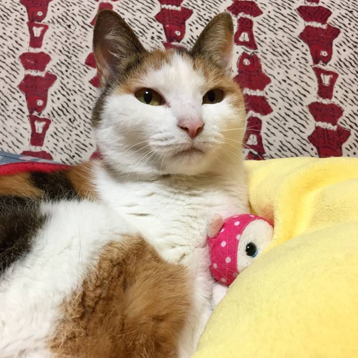 92a7b74a 68c6 4398 84ed bc1897a8cf71