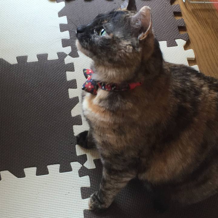 92a91788 ac9b 430c 94aa 3c2ced2edcaa