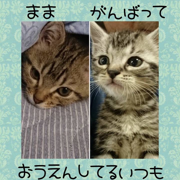 92ad32c9 88fc 49ab acc8 ef3d3027c4ed