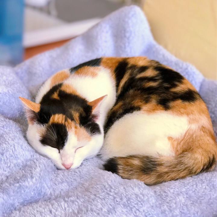 92e3a74e c03d 4eb0 aaf5 d769b8f706a5