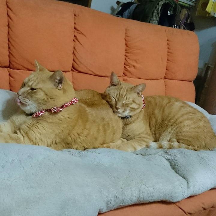 92e4595e 1376 40c6 a60b 6f8214a223ef