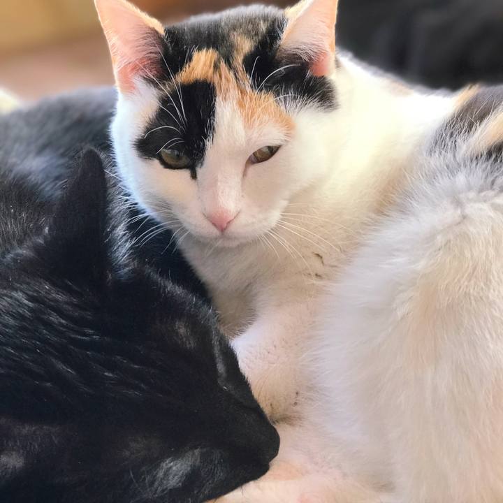 92ea6dae 83cb 432f b7ee 52b6901196ef