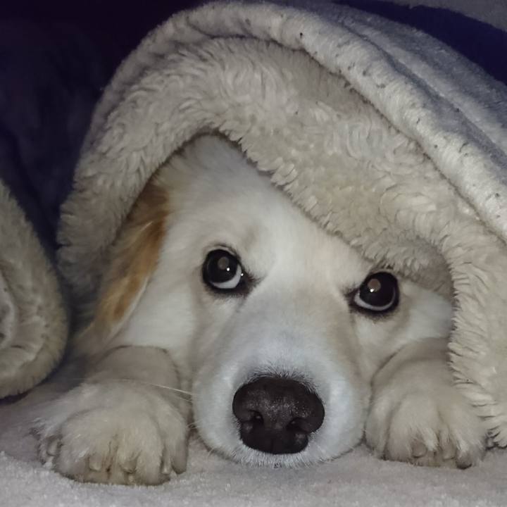 92f1a528 6513 4820 87d2 264dbb533545