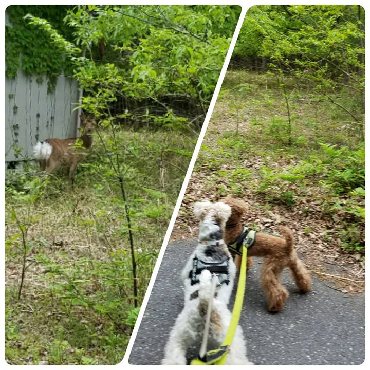 9309c99a 1c3c 4b50 a454 bb228ac40743