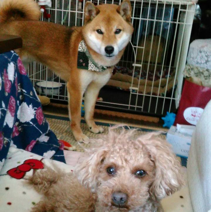 931cf1ef 05c2 4215 a031 e38602f36ea4